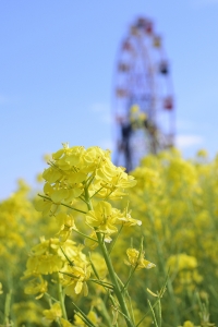 �t�̉� ����100