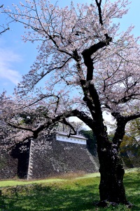 t̉ 85