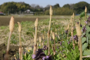 �t�̉� ����98