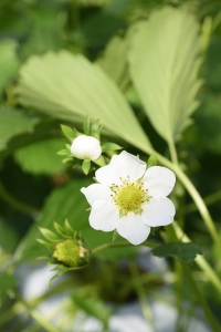 �t�̉� ����99