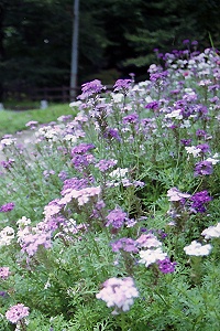 夏の花 その27