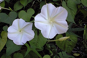 夏の花 その29
