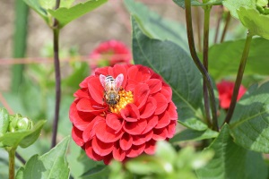 夏の花 その85