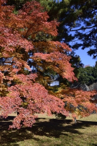 皇居の紅葉