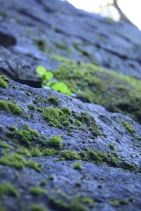 コケ好きの方へ