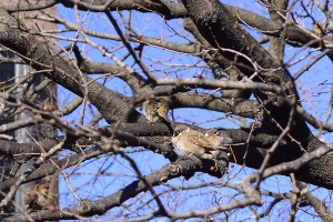 �������ȃX�Y��