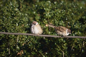 �������ȃX�Y��