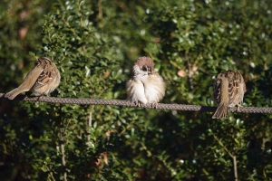 �������ȃX�Y��