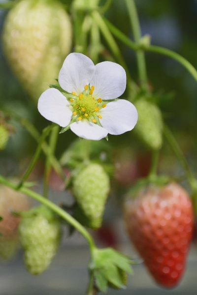 �C�`�S���