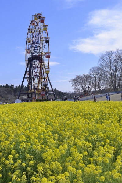 ��t�ƌ����΍؂̉ԁI