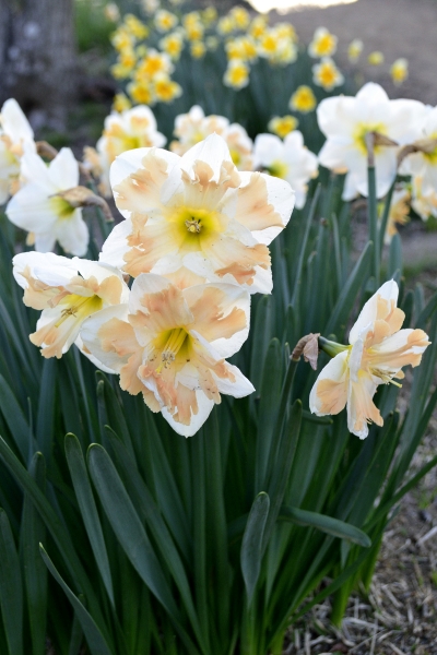 �ς�����ԕق̃X�C�Z��